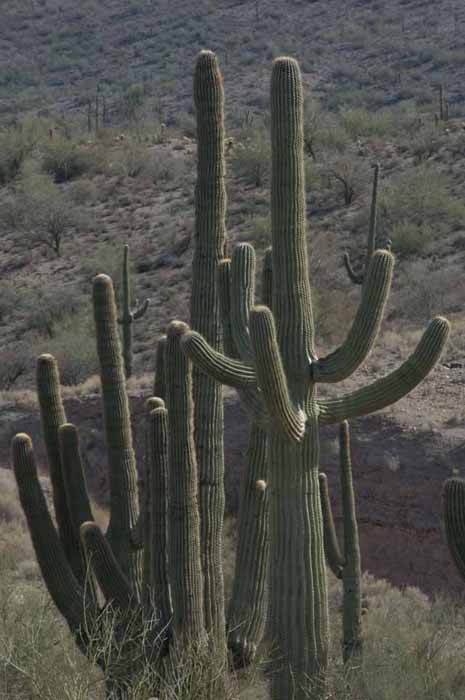 saguaro cactus